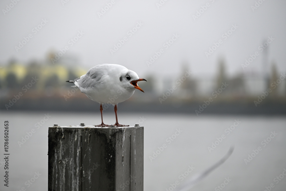 Obraz premium Posing Seagull at Hamburg Harbor on a foggy day. Showing and presenting. Shouting. Looking at camera.