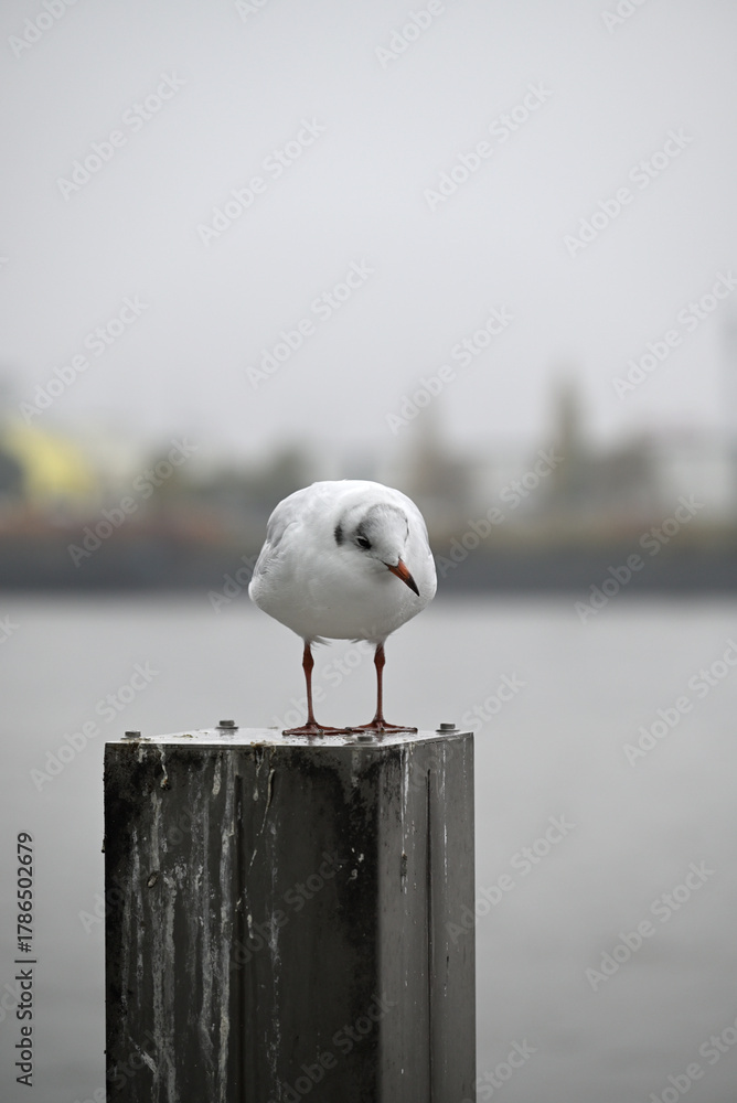 Naklejka premium Posing Seagull at Hamburg Harbor on a foggy day. Showing and presenting. Shouting. Looking at camera.