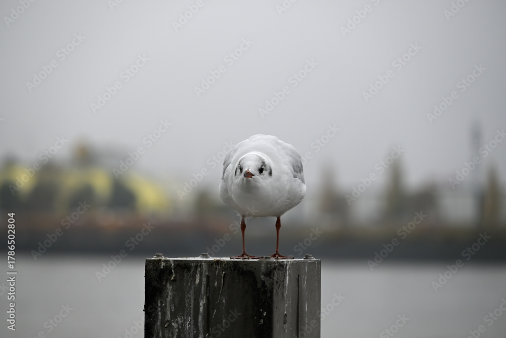 Obraz premium Posing Seagull at Hamburg Harbor on a foggy day. Showing and presenting. Shouting. Looking at camera.
