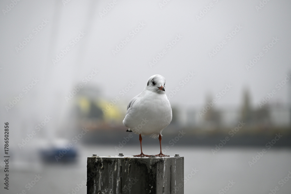 Obraz premium Posing Seagull at Hamburg Harbor on a foggy day. Showing and presenting. Shouting. Looking at camera.