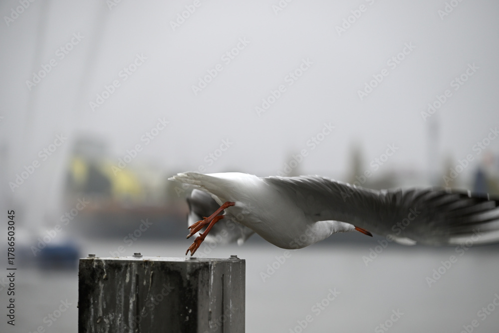 Obraz premium Posing Seagull at Hamburg Harbor on a foggy day. Showing and presenting. Shouting. Looking at camera.