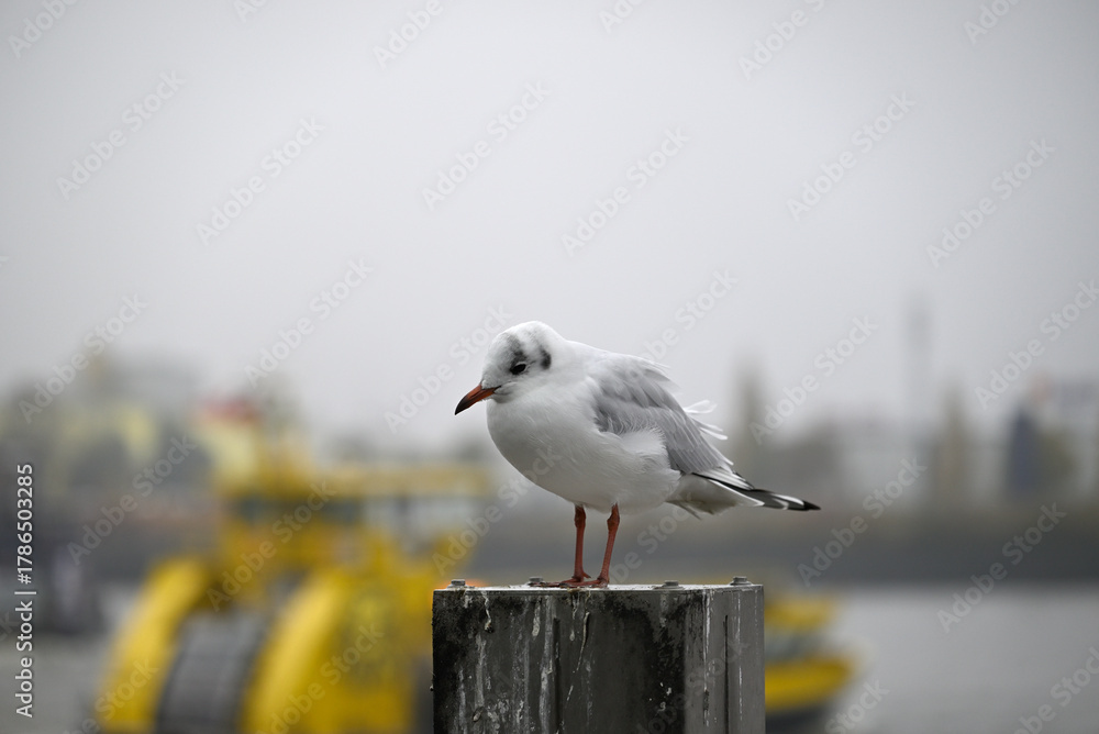 Obraz premium Posing Seagull at Hamburg Harbor on a foggy day. Showing and presenting. Shouting. Looking at camera.