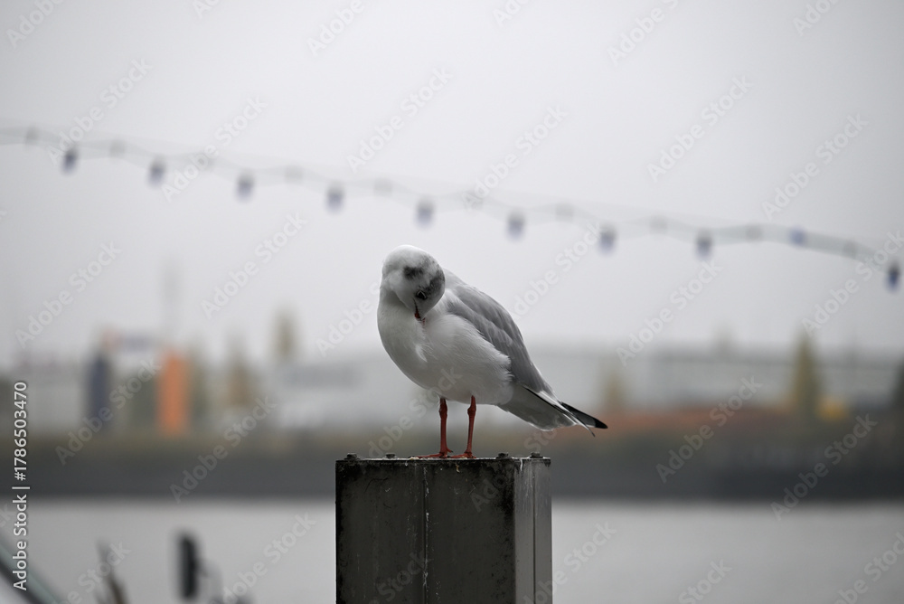 Obraz premium Posing Seagull at Hamburg Harbor on a foggy day. Showing and presenting. Shouting. Looking at camera.