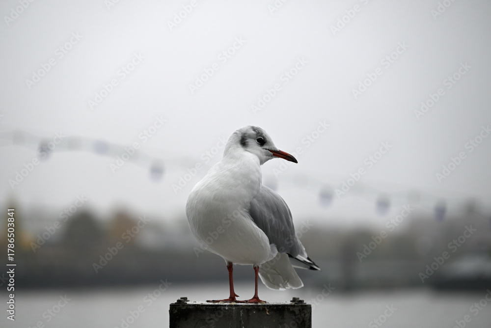 Obraz premium Posing Seagull at Hamburg Harbor on a foggy day. Showing and presenting. Shouting. Looking at camera.