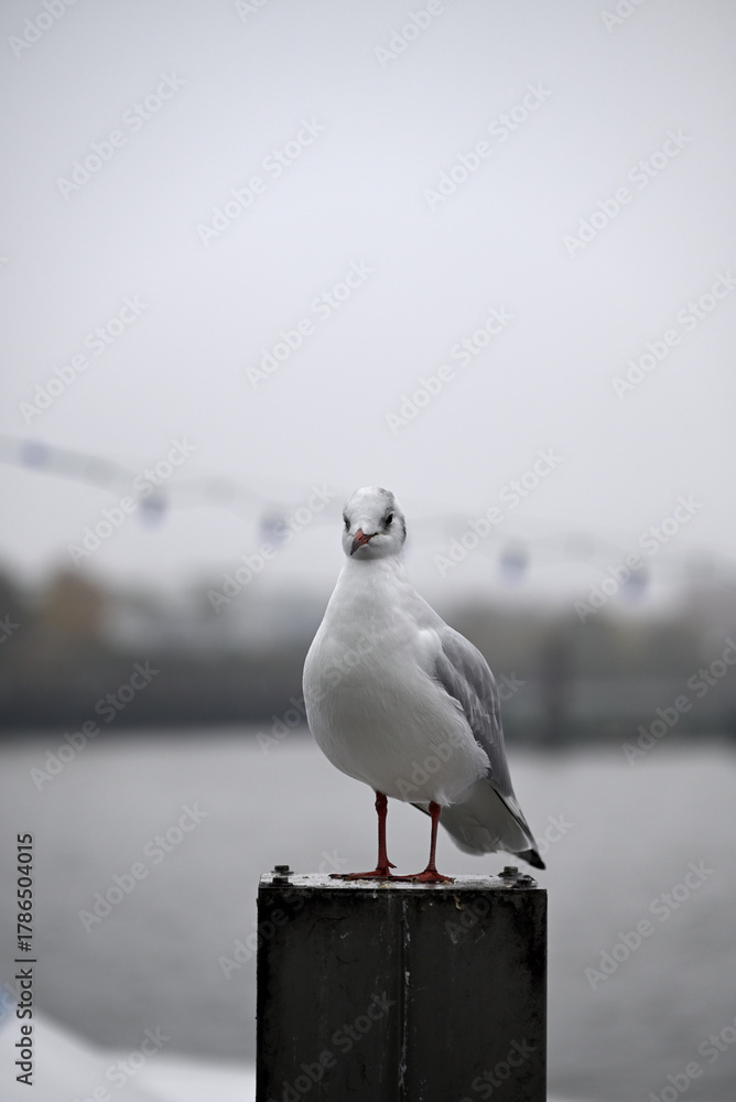 Obraz premium Posing Seagull at Hamburg Harbor on a foggy day. Showing and presenting. Shouting. Looking at camera.
