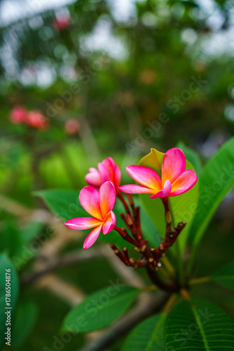 Frangipani