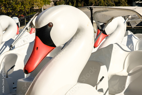 Fototapeta Naklejka Na Ścianę i Meble -  swan boat