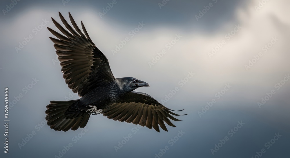 Fototapeta premium Majestic raven soars through dramatic cloudy sky, wings spread wide in breathtaking aerial flight