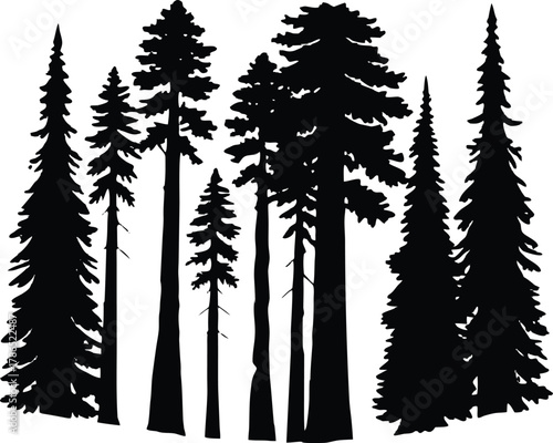 Tall Redwood Trees in Fog Silhouette, Misty Redwood Forest Landscape