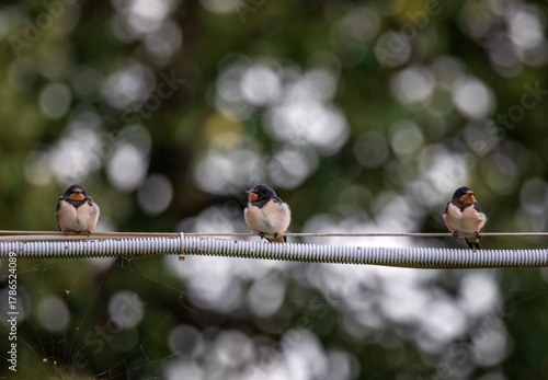 Three cute hungry swallow chicks sitting on wires waiting for their parents i...