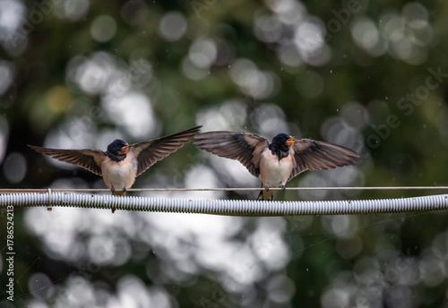 cute hungry swallow chicks sitting on wires waiting for their parents and fla...
