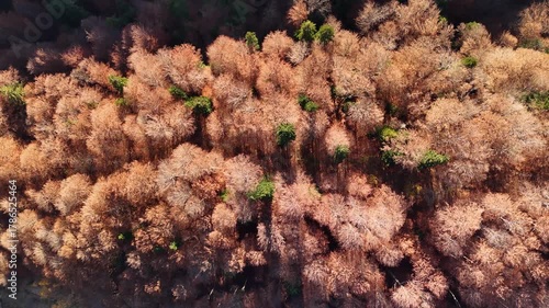 Flying above deciduous and coniferous treetops in late autumn season. Drone top down landscape of colorful forest on a sunny day