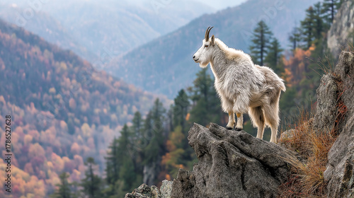 mountain goat standing on cliff edge wild nature
