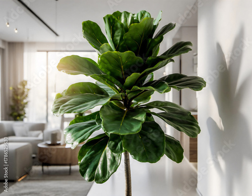 Fiddle Leaf Fig in a Modern Sunlit Apartment