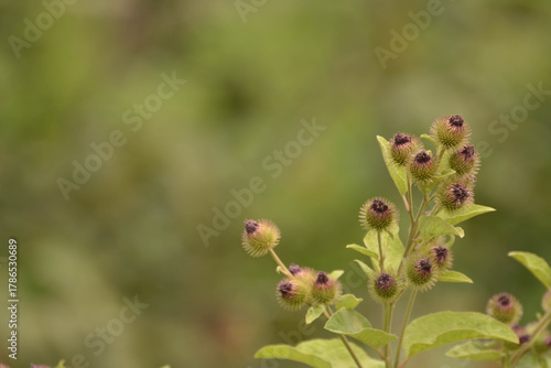 Wallpaper Mural wild rose bush Torontodigital.ca