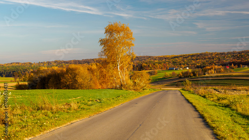 Scenic rural road lined with golden autumn trees and green fields under a clear sky. . Roztocze. Lublin Voivodeship. Poland.