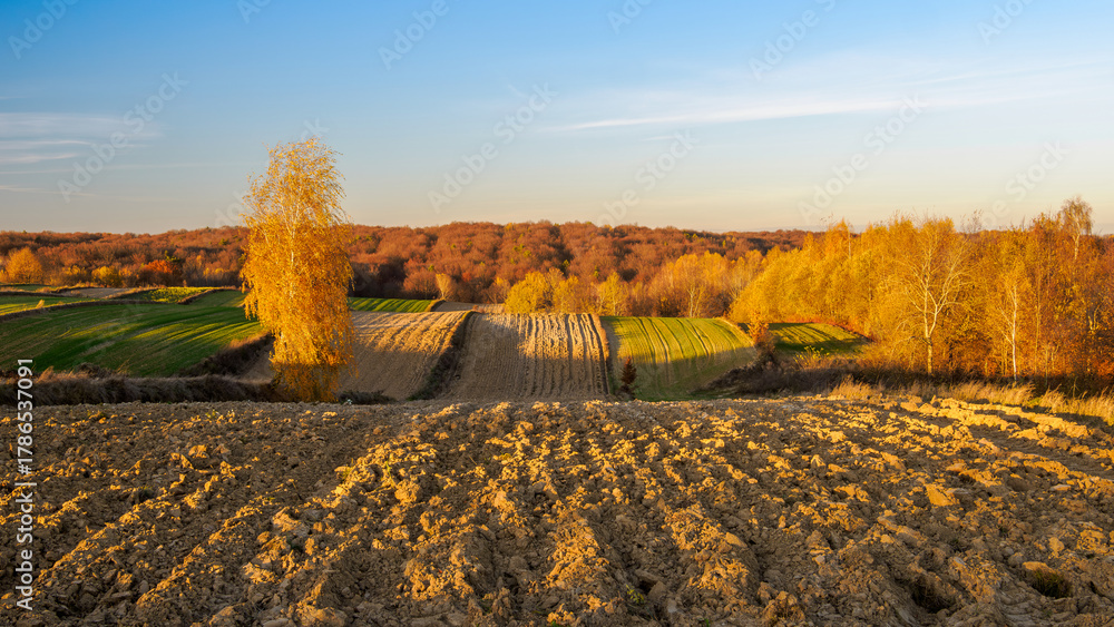 Fototapeta premium An autumn agricultural landscape. The image depicts a picturesque autumn agricultural landscape. Roztocze. Poland.