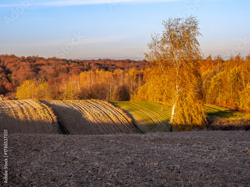 An autumn agricultural landscape. The image depicts a picturesque autumn agricultural landscape.  Roztocze.  Poland.