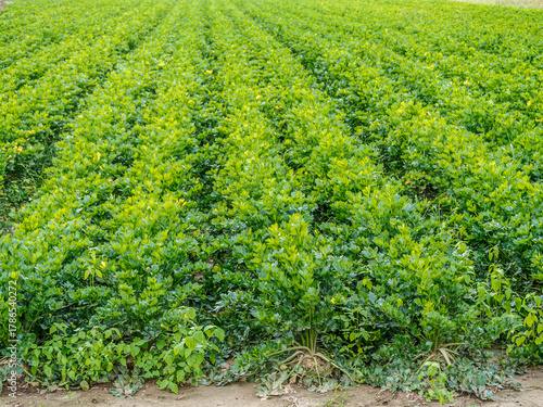 Celery plants growing in the field