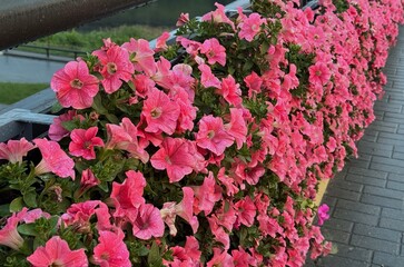 Foto auf Acrylglas Pantone 2023 Viva Magenta Pink flowers on a bridge, city decoration  © Valery