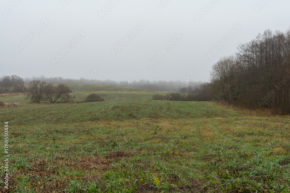 Fototapeta premium Misty autumn panorama of verdant green fields with golden grasses and scattered trees, fading into foggy birch woodlands under a hazy overcast sky. Serene rural landscape evoking quiet seasonal beauty