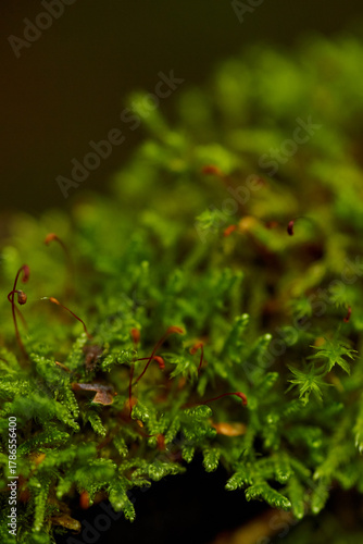 green moss in the forest