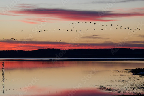 Grues cendrées au lever du jour