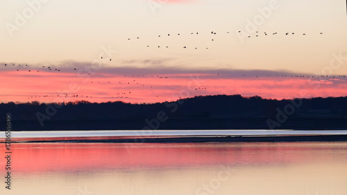 Grues cendrées au lever du jour
