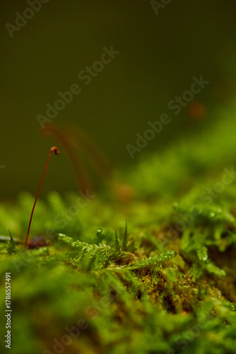 moss on a tree