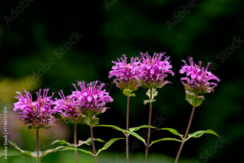 Close up purple bee balm flowers on a dark background