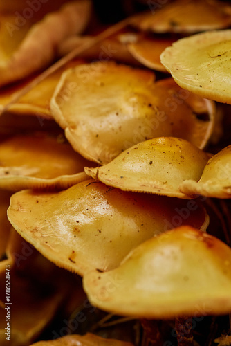 mushrooms closeup