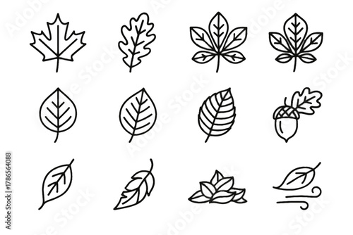 Birch icon beech acorn leaf vector autumn icons maple chestnut falling oak