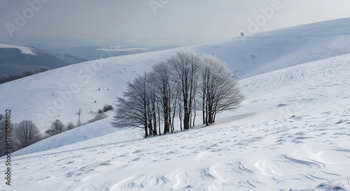 Wallpaper Mural Stunning winter landscape with frost covered trees on a serene snowy mountain slope under a soft grey sky Torontodigital.ca