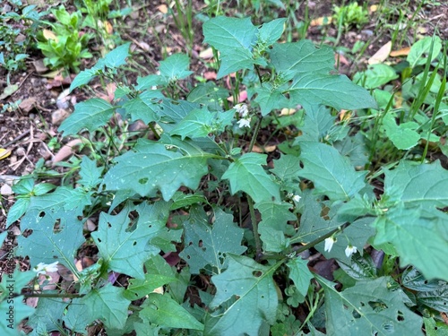 Foto Solanum nigrum (black nightshade) plant with small white star-shaped flowers and