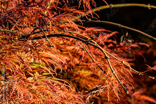 colori dell'autunno 02- rami di acero nano con foglie rosse