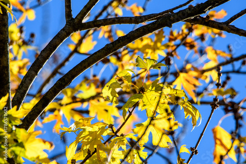 Colori dell'autunno 01 - rami di alberi con foglie gialle in controluce.