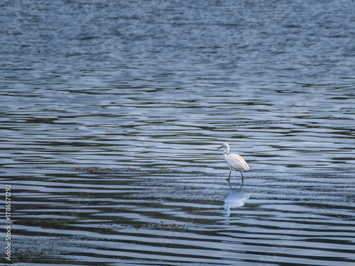 Garza común en el mar buscando alimento
