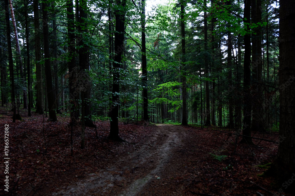 Naklejka premium Droga leśna w wieczornym lesie jest tajemnicza i ma swój klimat