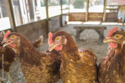 Red free-range chickens in large chicken coop facility on organic farm.