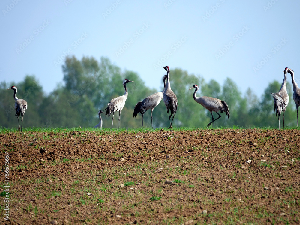 Fototapeta premium Żurawie (Gruidae) na przedwiosennych polach.