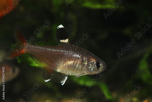 Fototapeta Rare characin tetra fish (Hyphessobrycon micropterus)