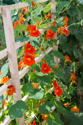 Bright orange nasturtium flowers climbing on wooden trellis in summer garden