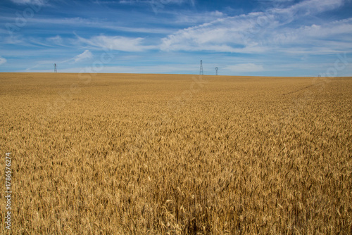 très grand champ de blé avant moissons en été