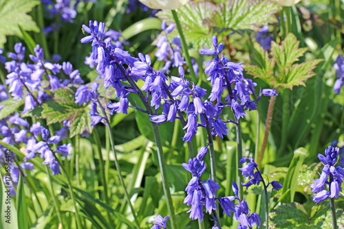 Bluebell flowers in close up