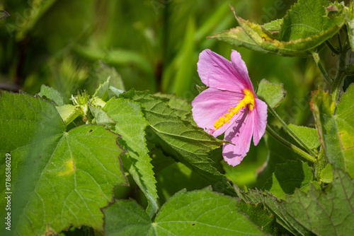 Salt Marsh Mallow