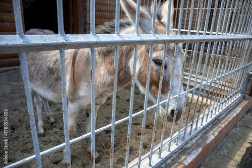 Wallpaper Mural Donkey standing behind metal bars in zoo enclosure Torontodigital.ca