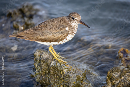Spotted Sandpiper