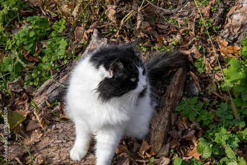 Wallpaper Mural Black and white long-haired cat sitting outdoors on autumn leaves Torontodigital.ca