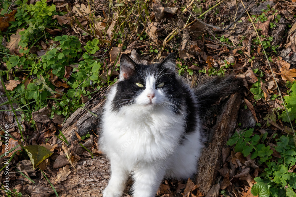 custom made wallpaper toronto digitalFluffy black and white cat sitting outdoors on forest floor