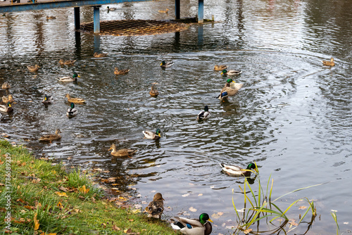 Wallpaper Mural Wild ducks swimming on a pond in an autumn park Torontodigital.ca